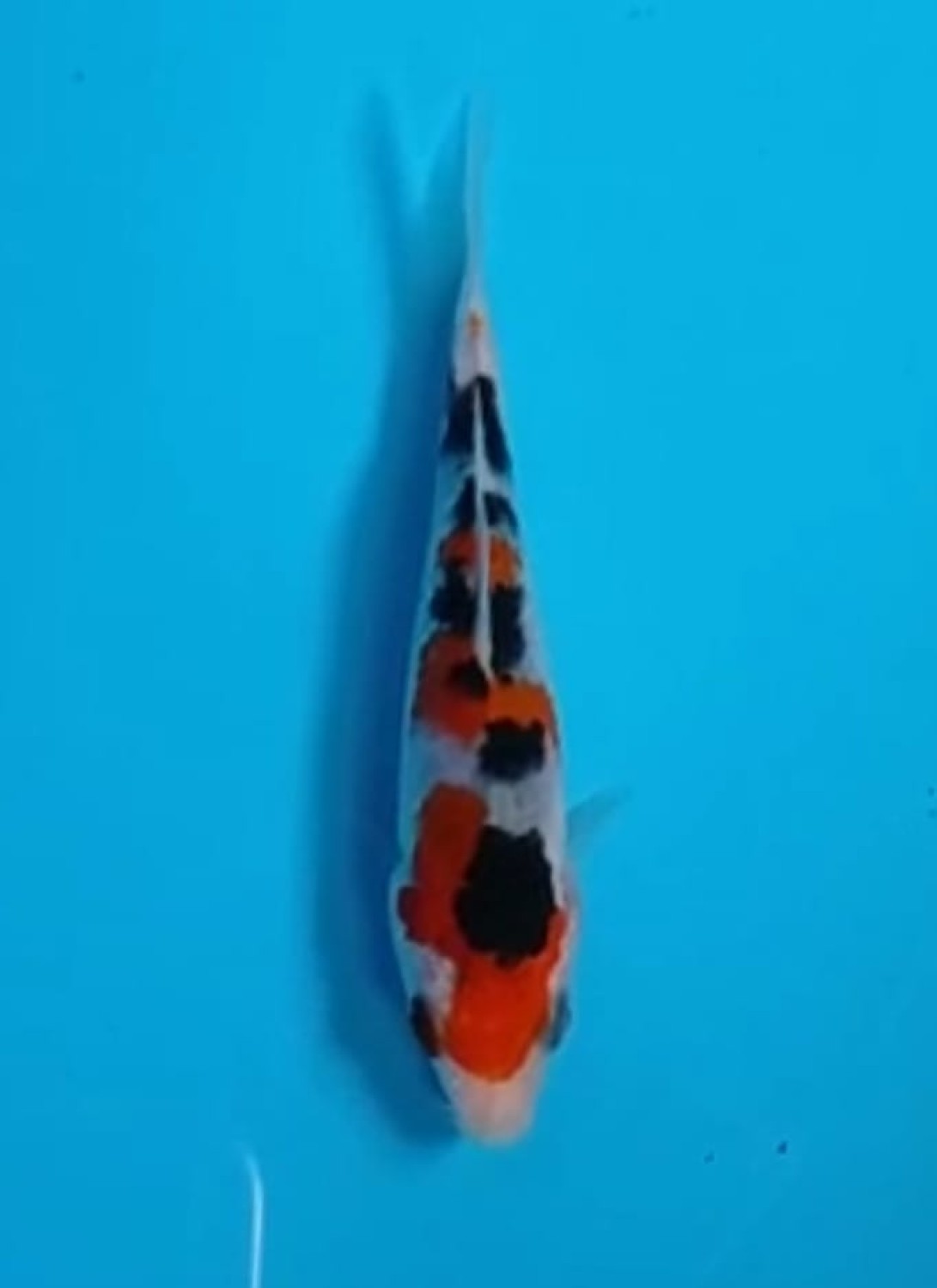 Juara 2