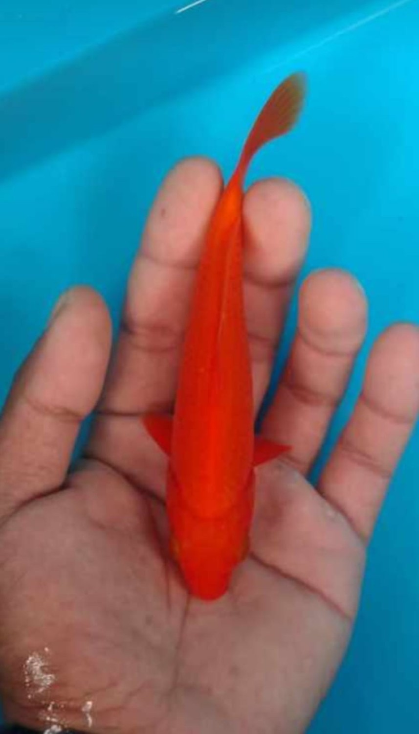 Juara 2