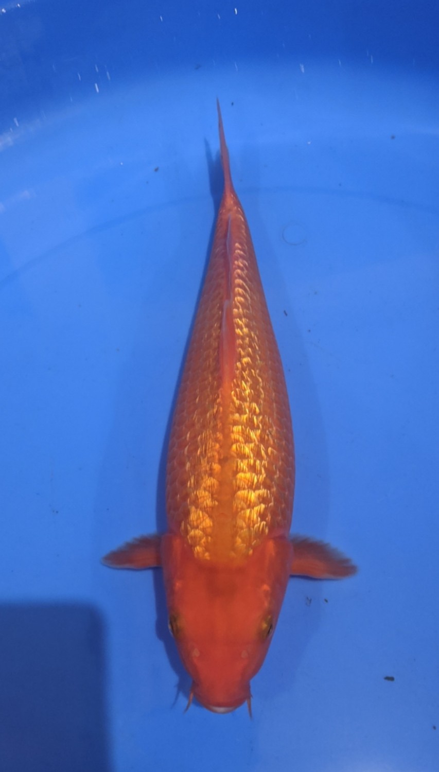 Juara 1