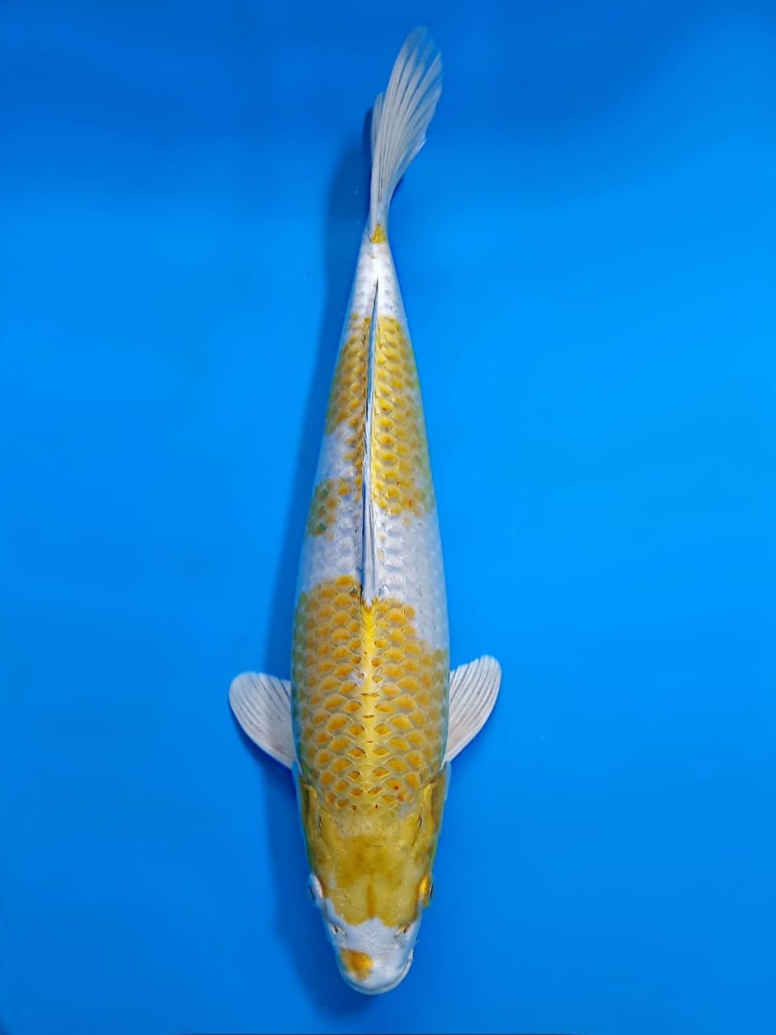 Juara 1