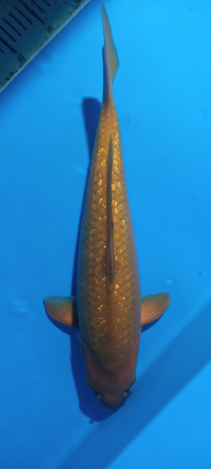 Juara 5