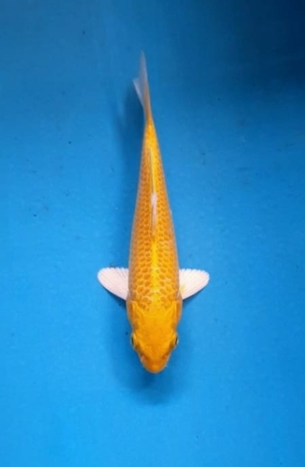 Juara 5