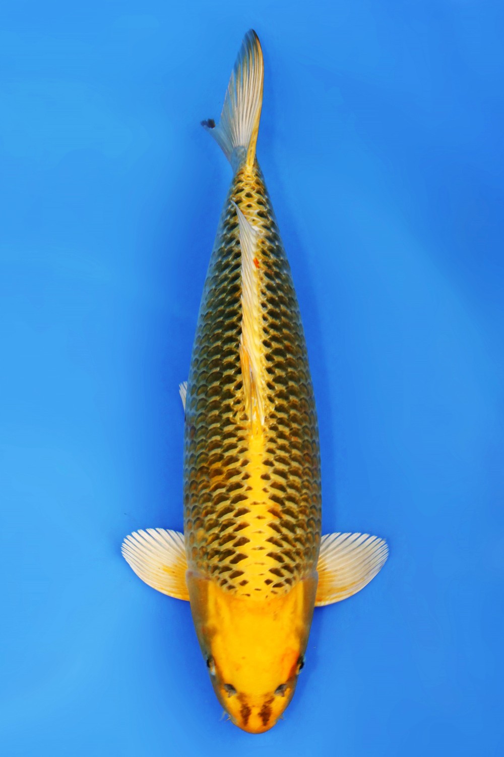 Juara 2