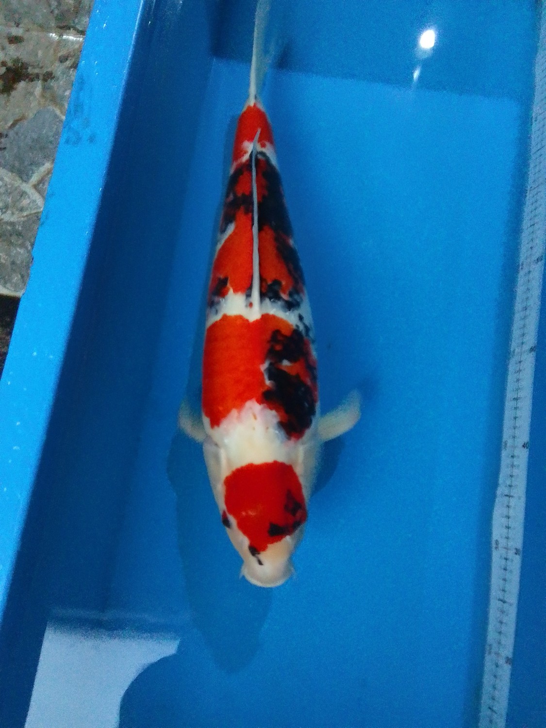 Juara 3