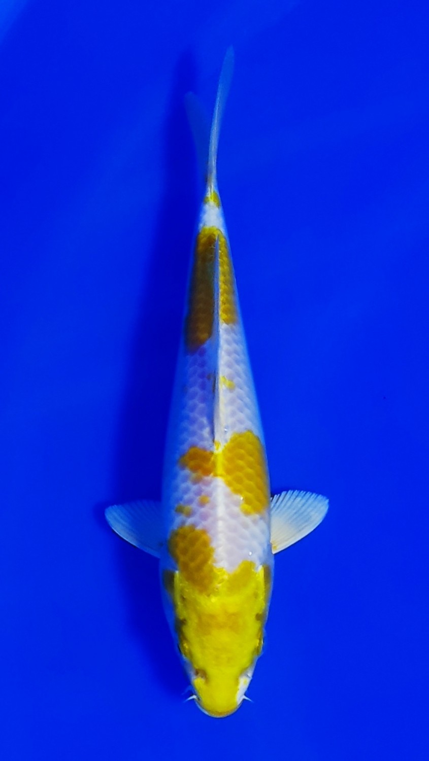 Juara 3