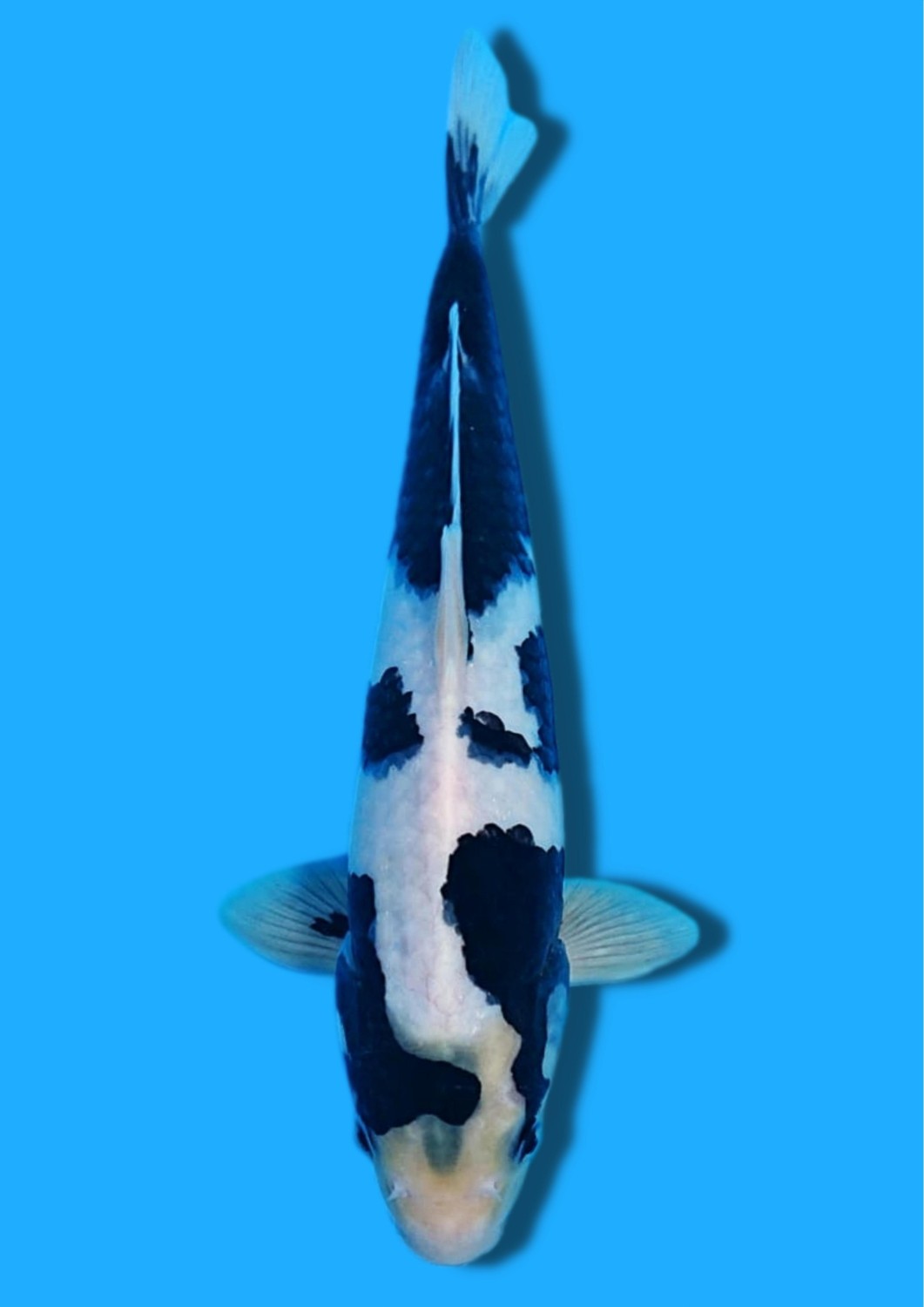 Juara 5