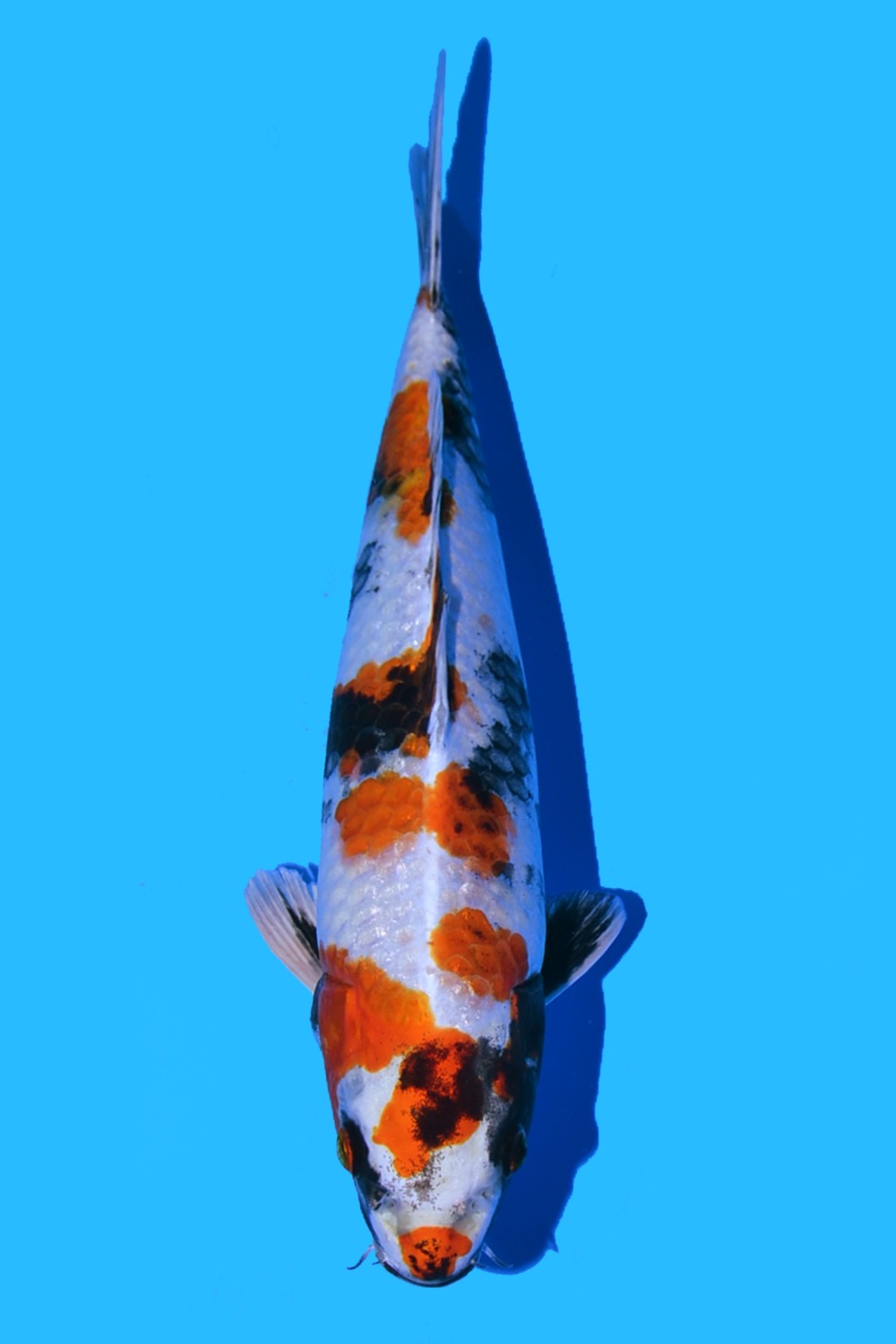 Juara 4