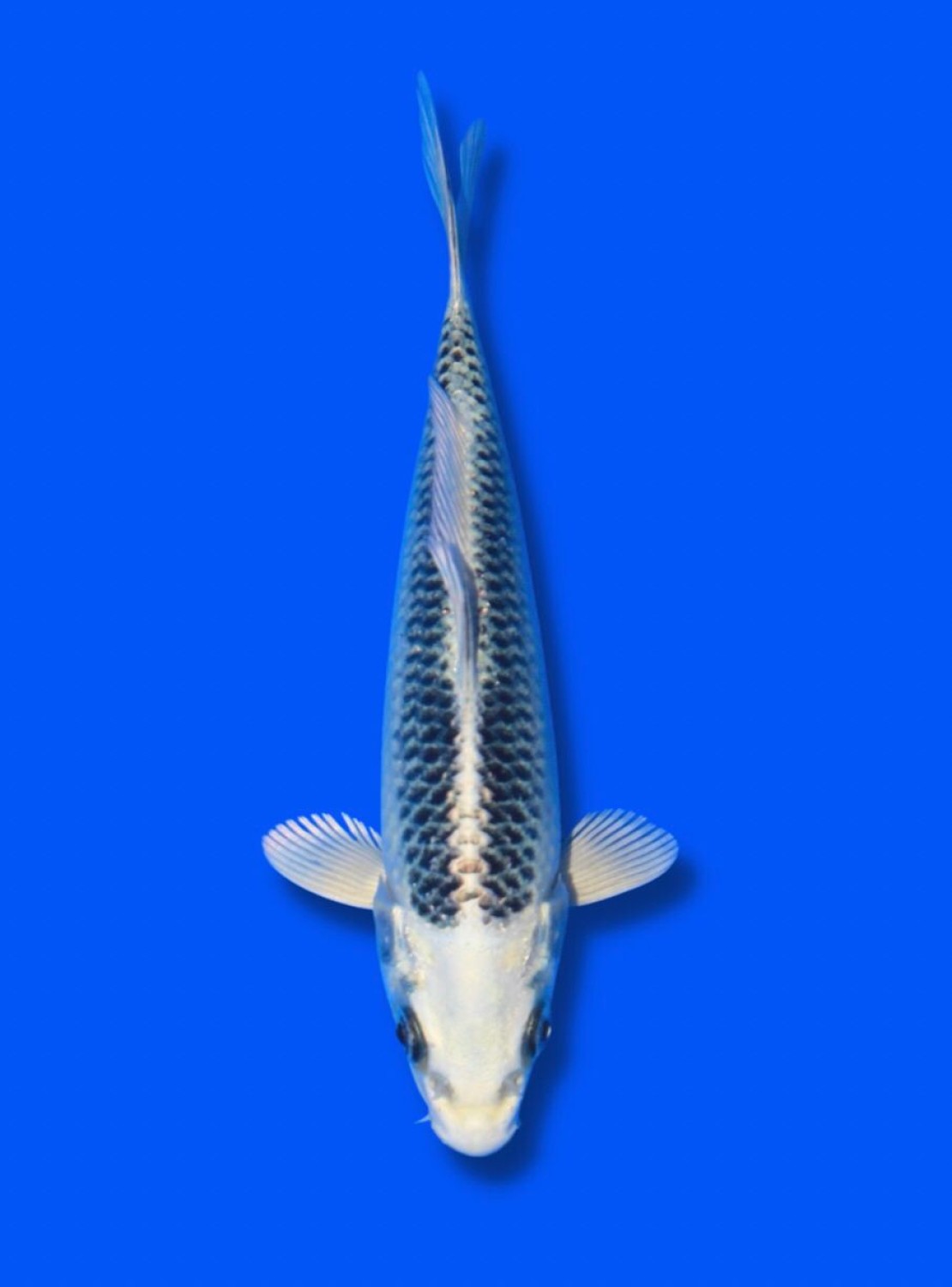 Juara 4