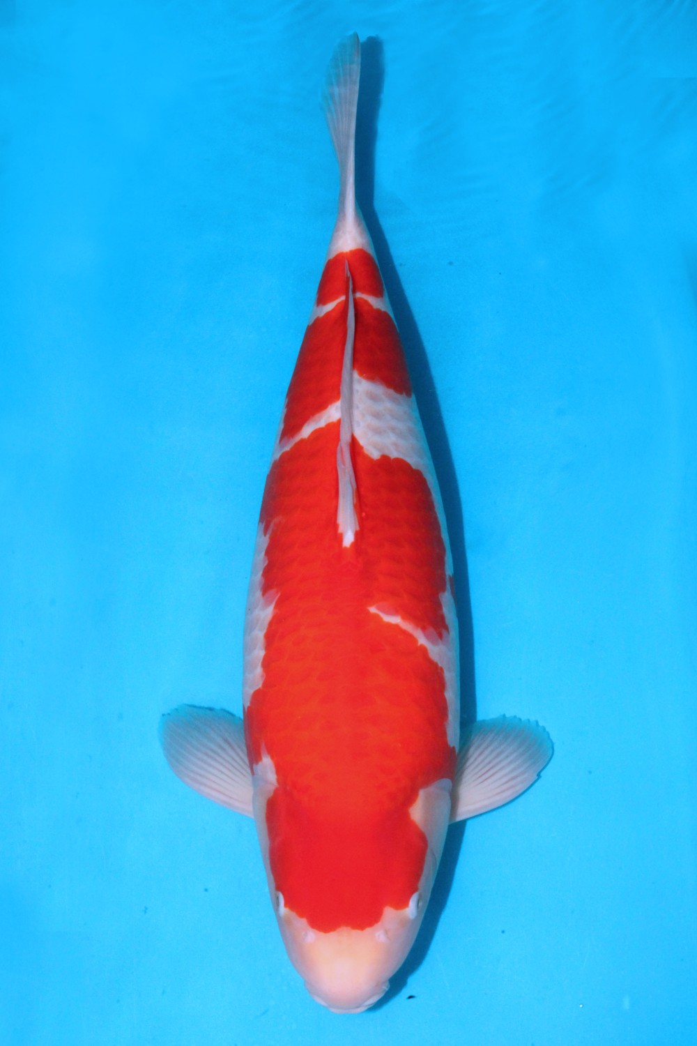 Juara 1