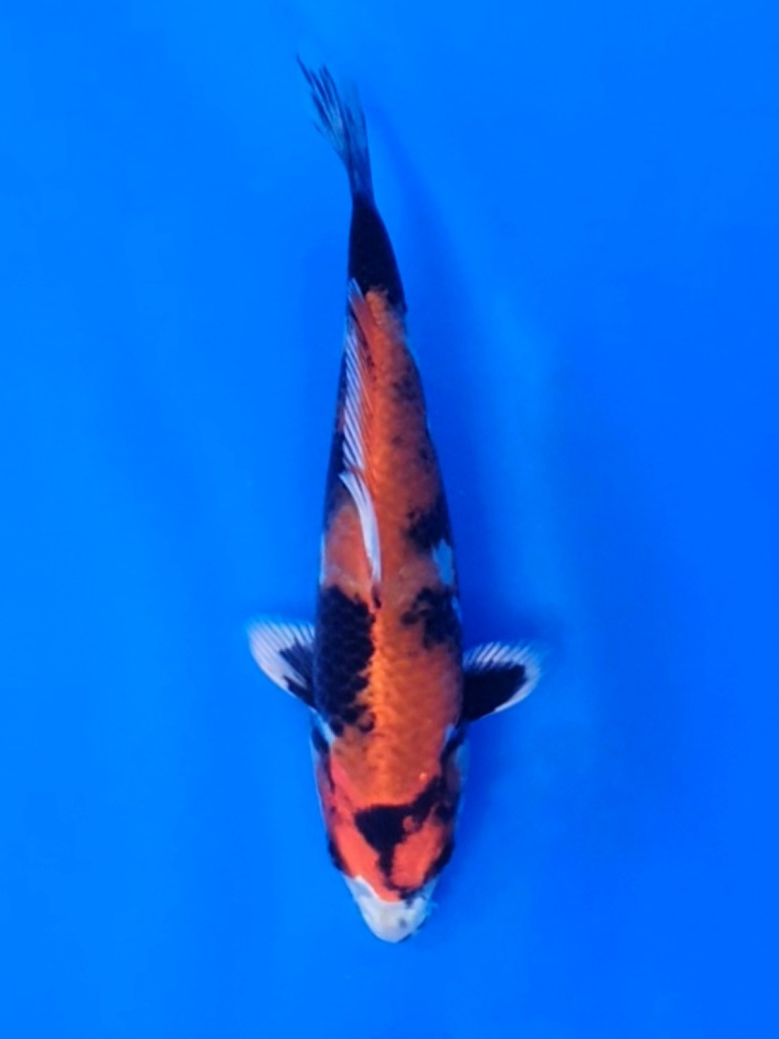 Juara 5