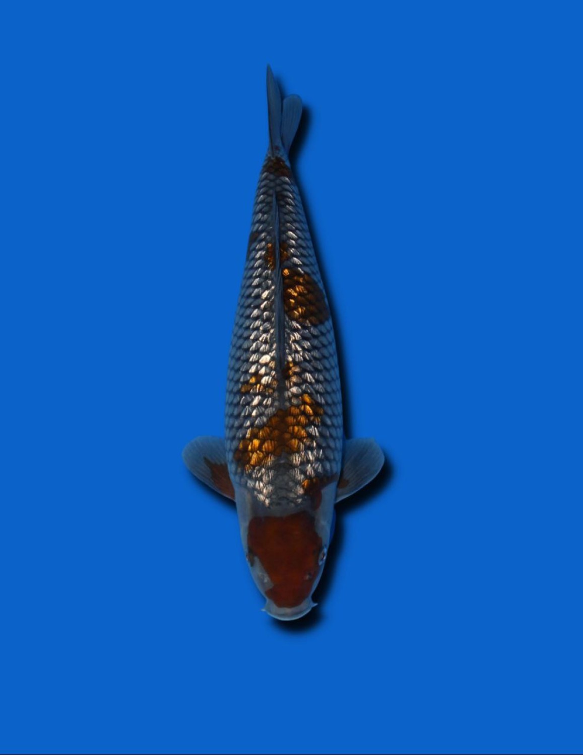 Juara 1