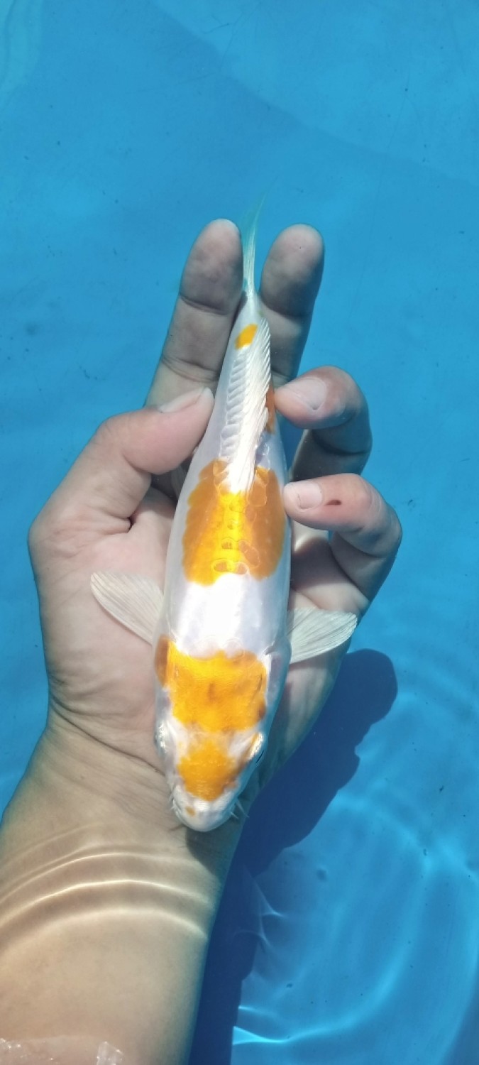 Juara 1