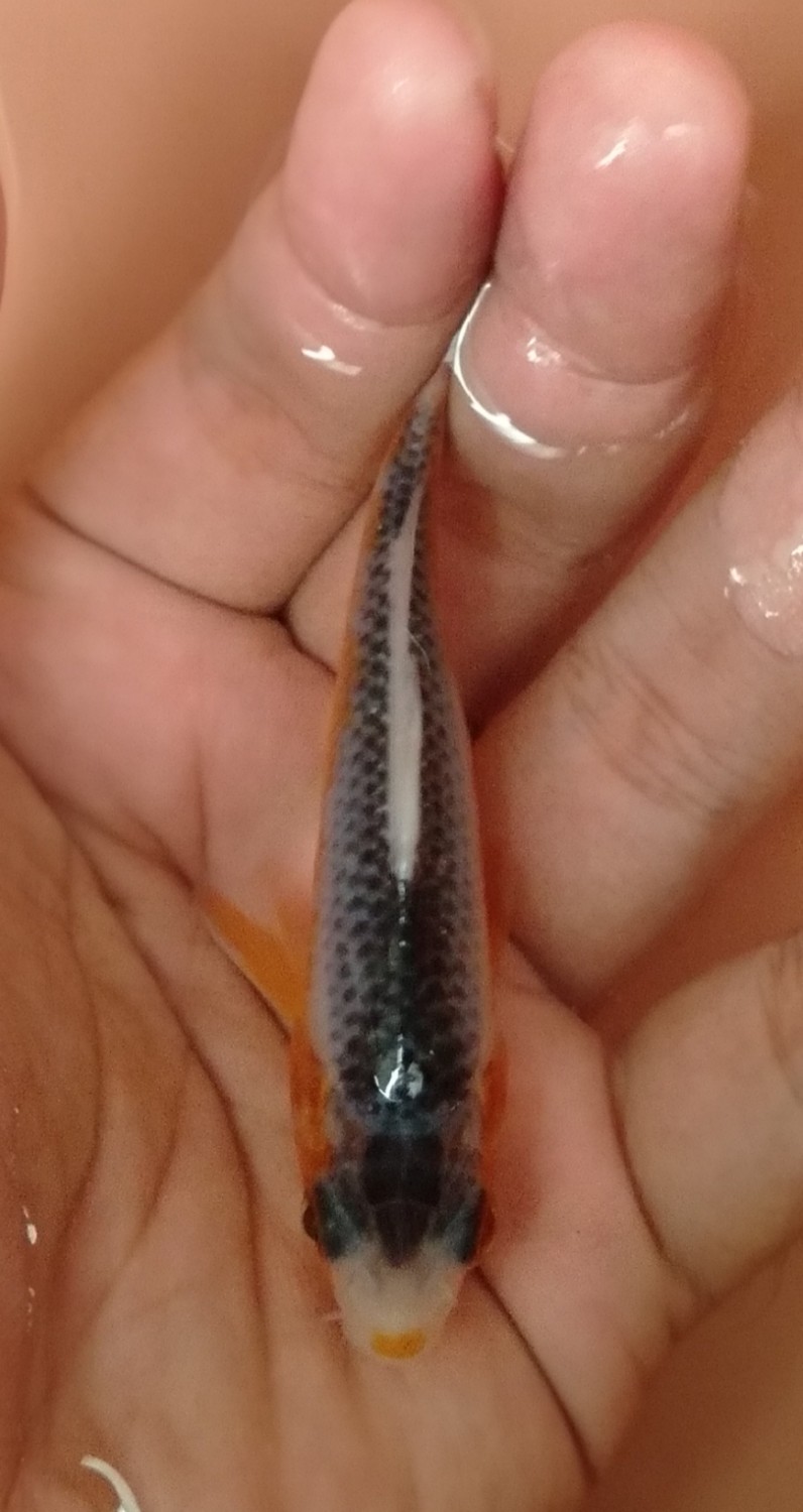 Juara 1
