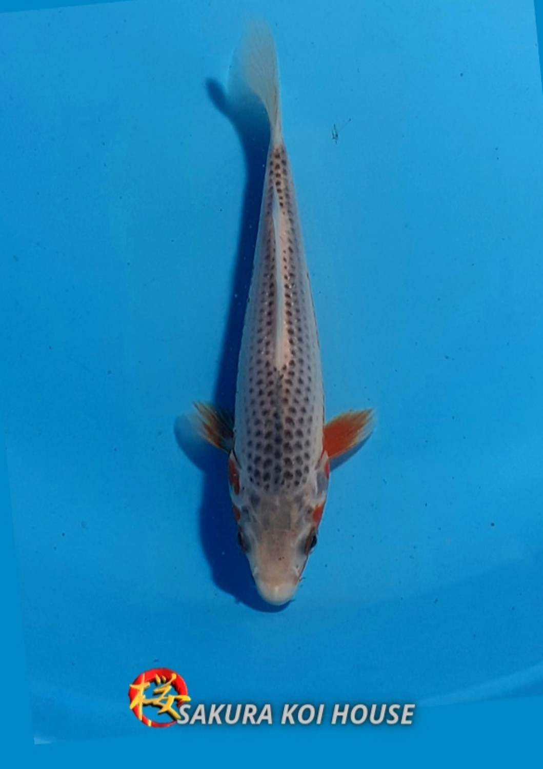 Juara 2