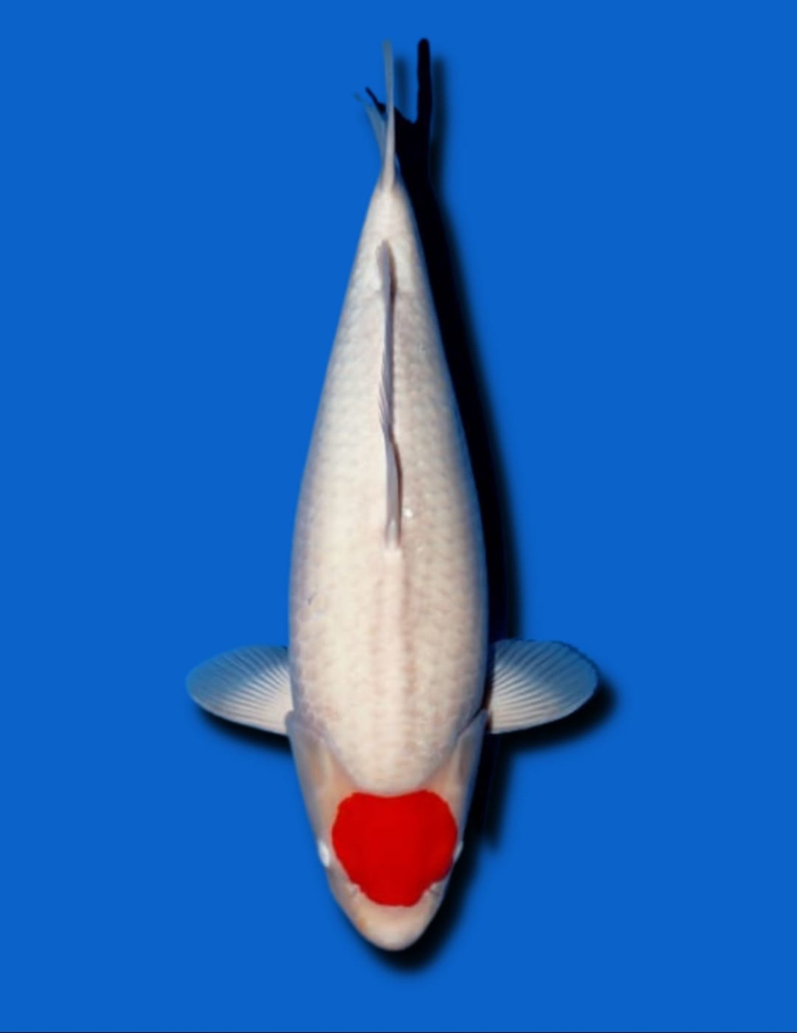 Juara 1