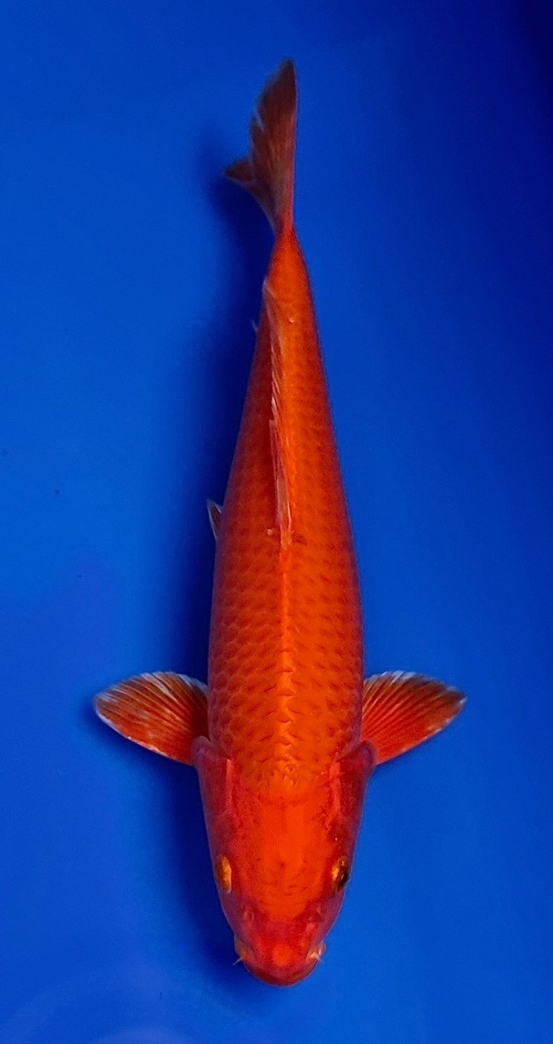 Juara 3