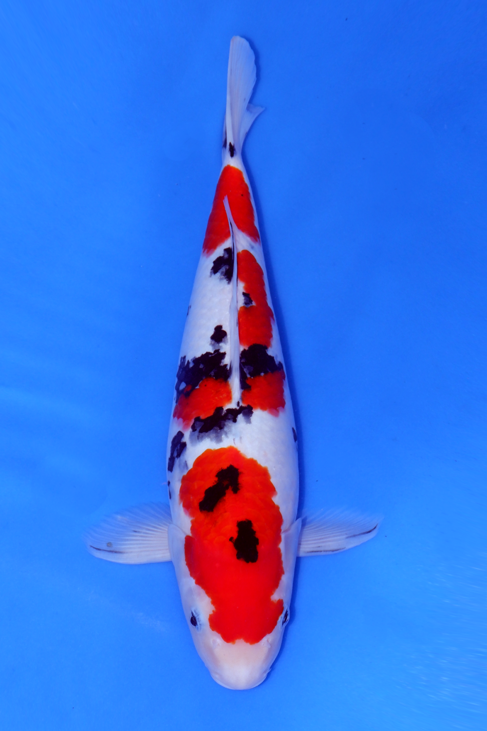 Juara 1