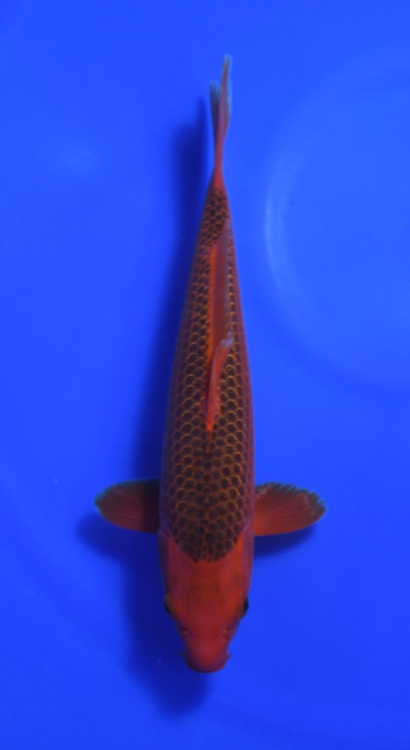 Best In Size E 36 - 40 cm