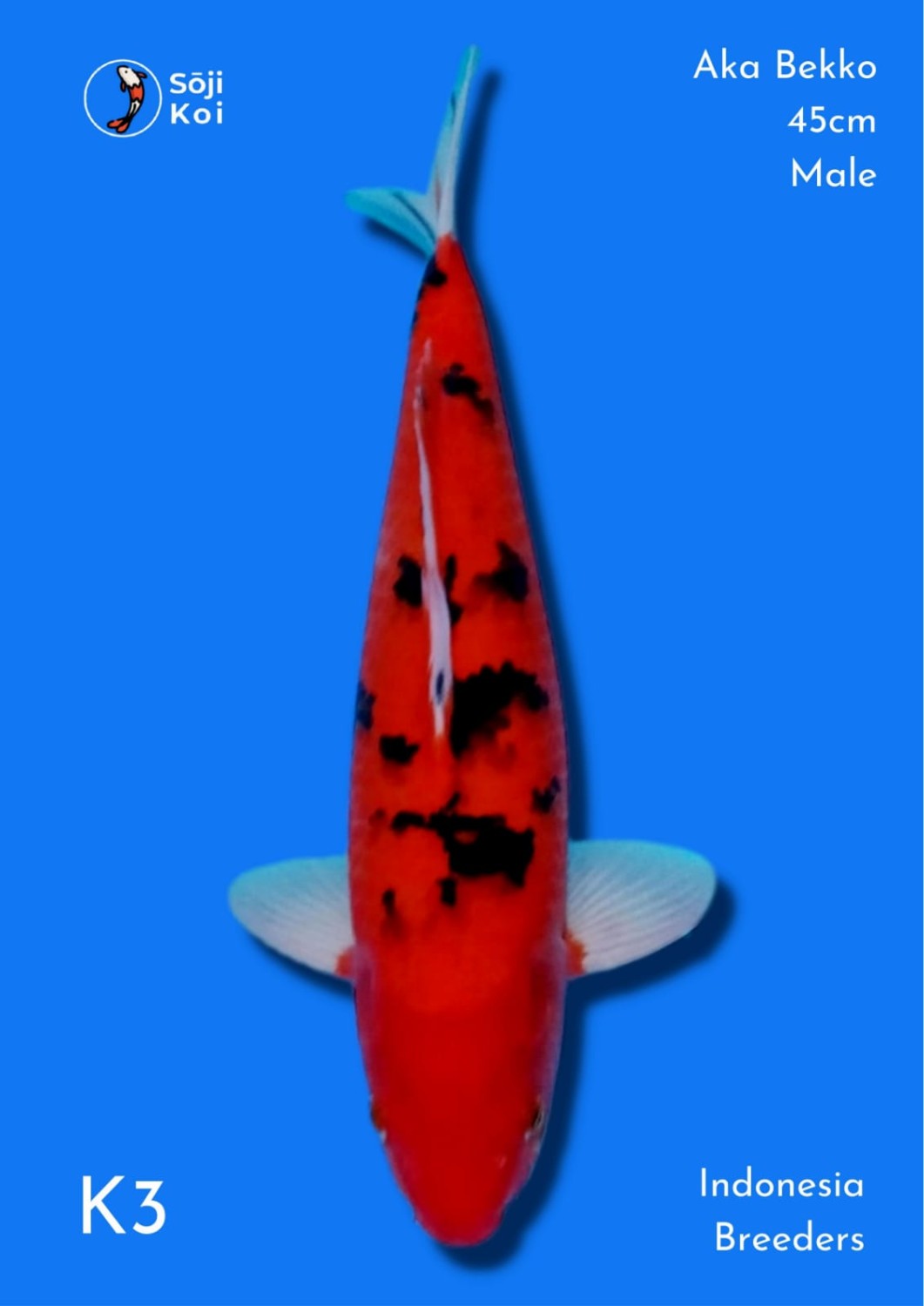 Juara 2