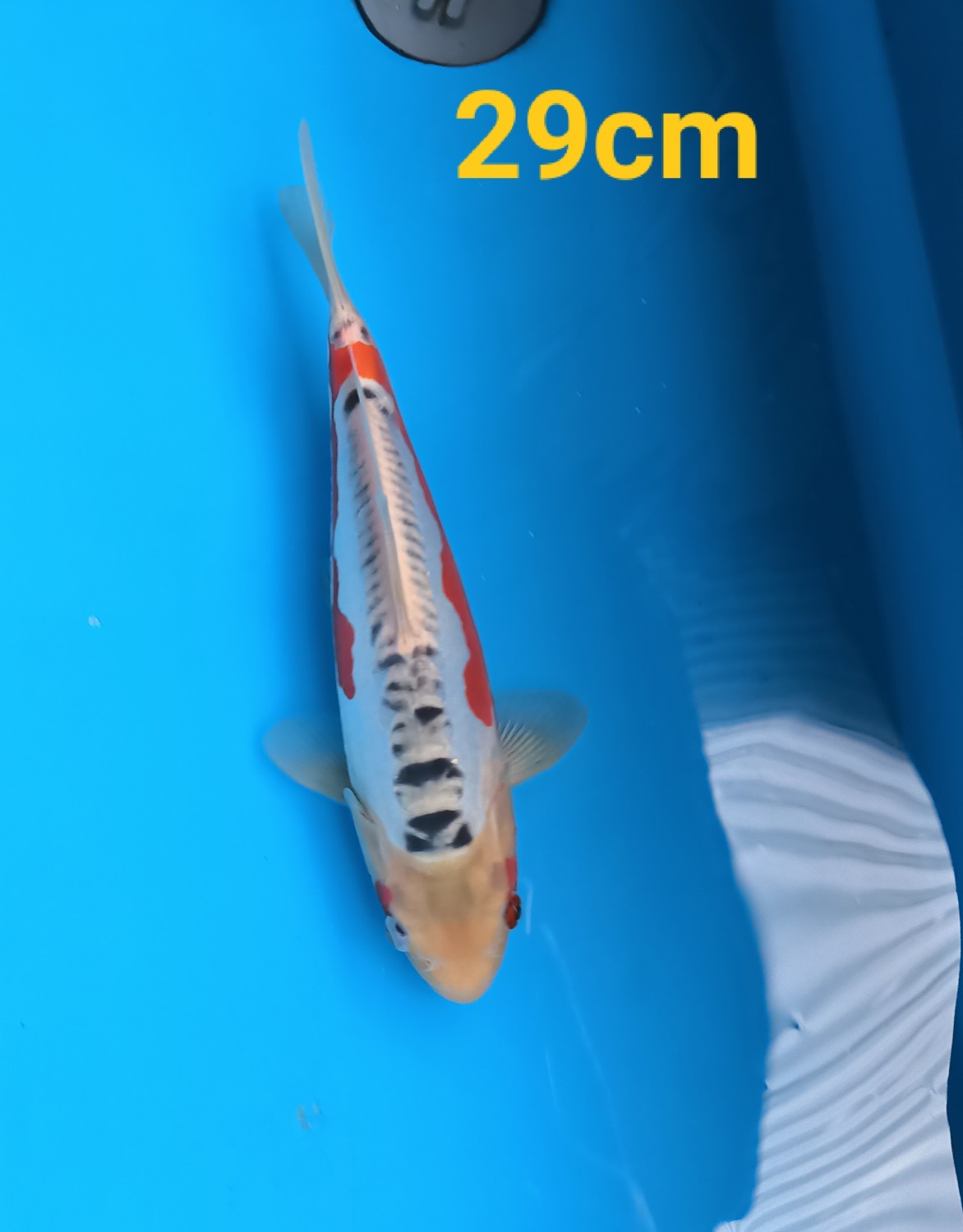 Juara 5