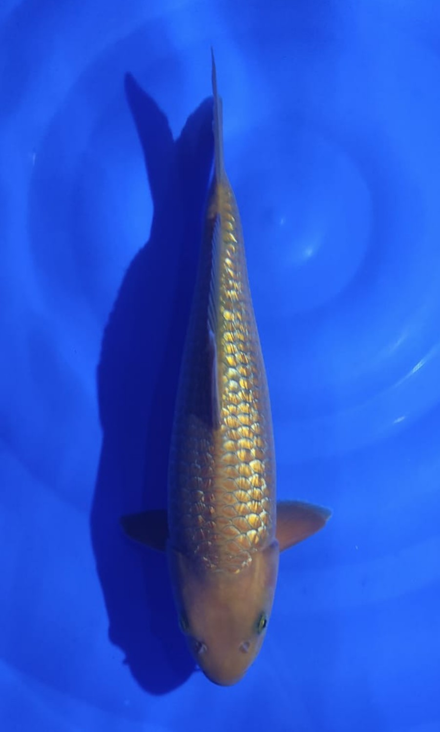 Juara 2
