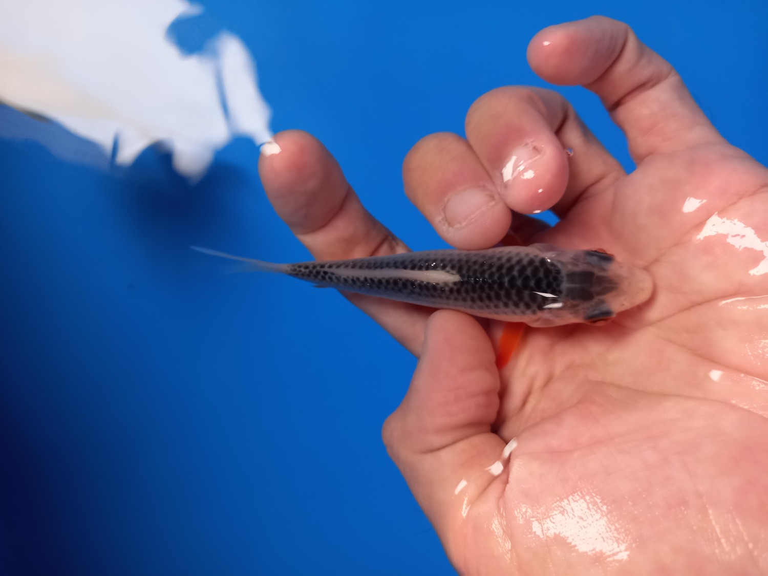 Best In Size D Up 10 cm