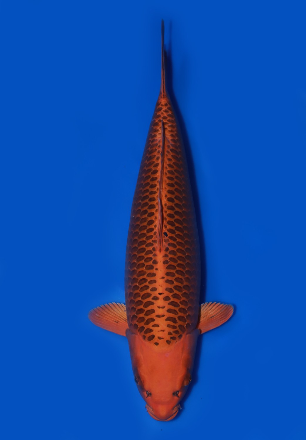 Juara 1
