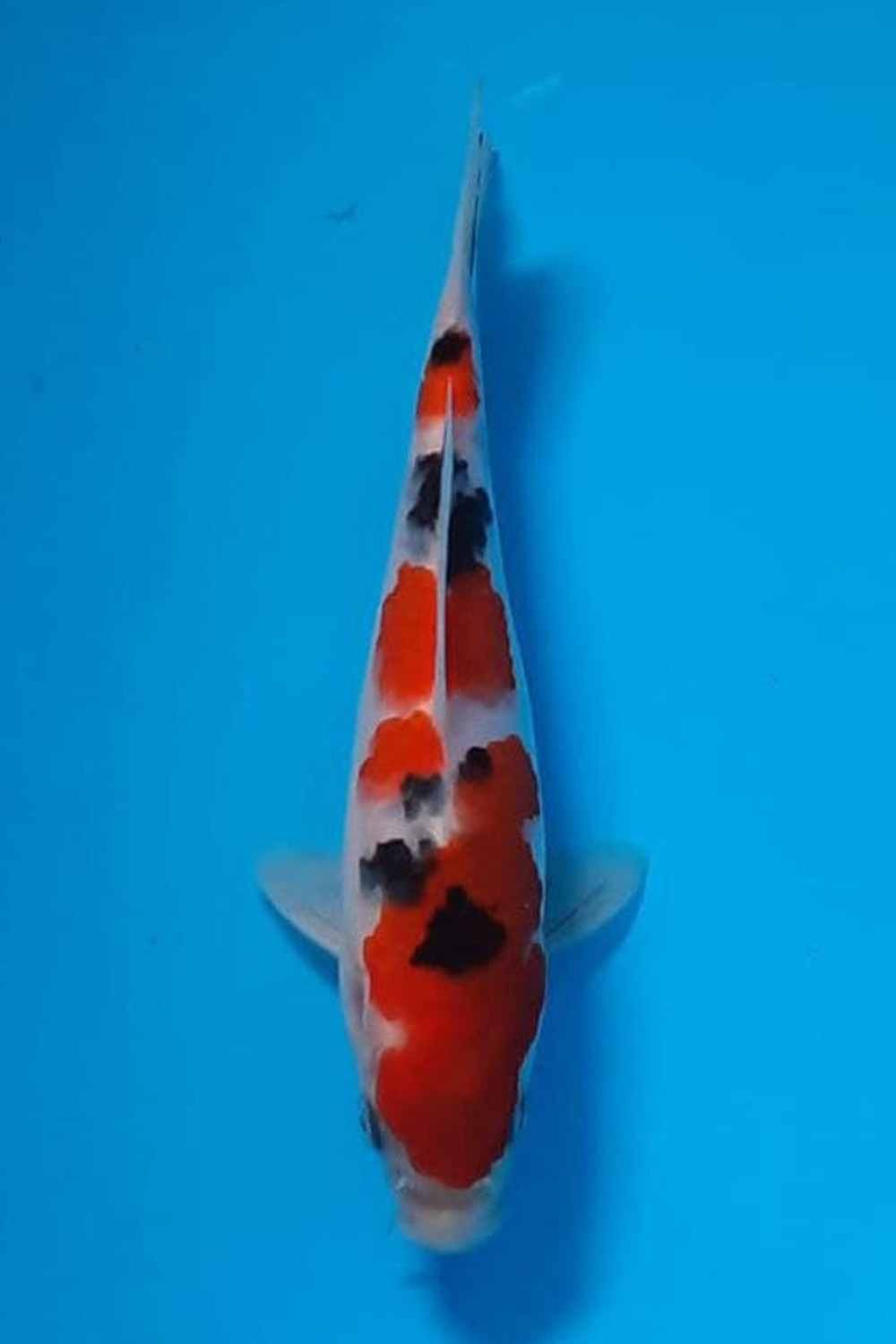 Juara 1