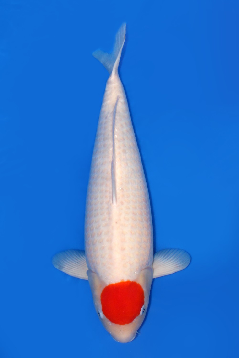Juara 1