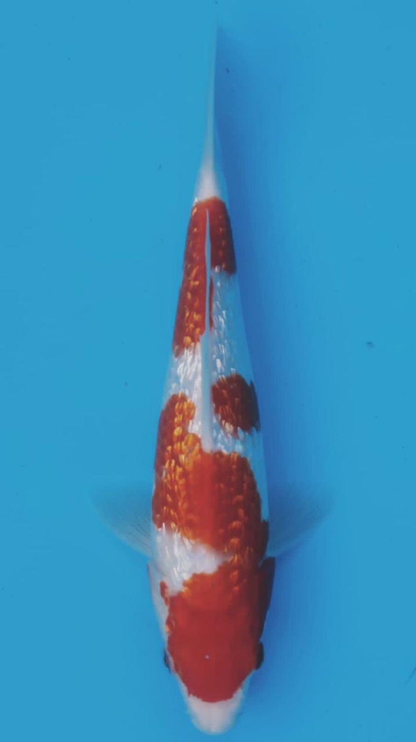Best In Size B 16 - 20 cm