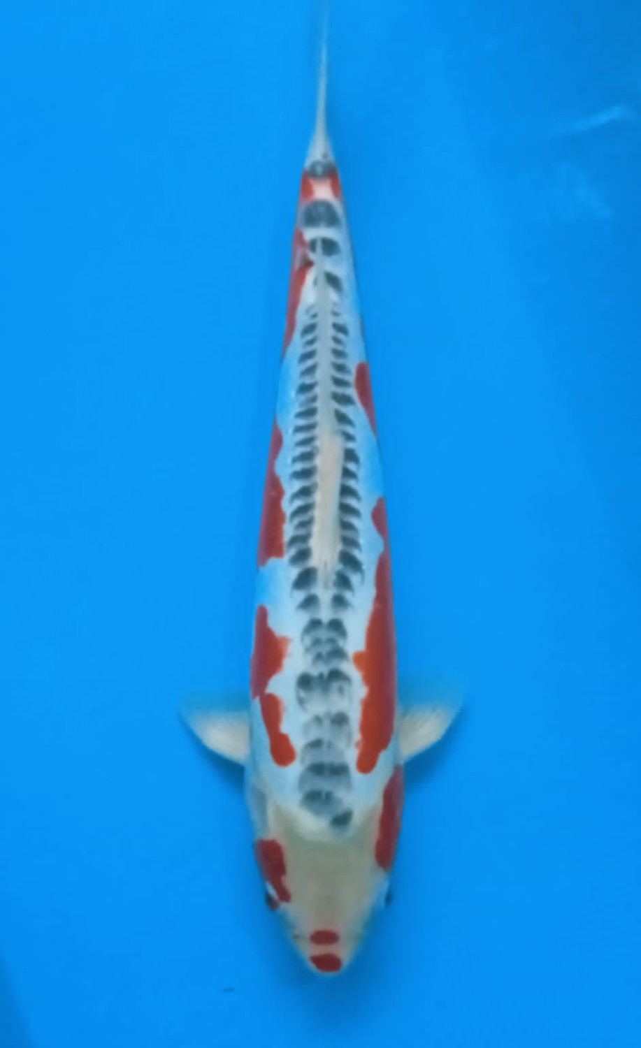 Juara 1