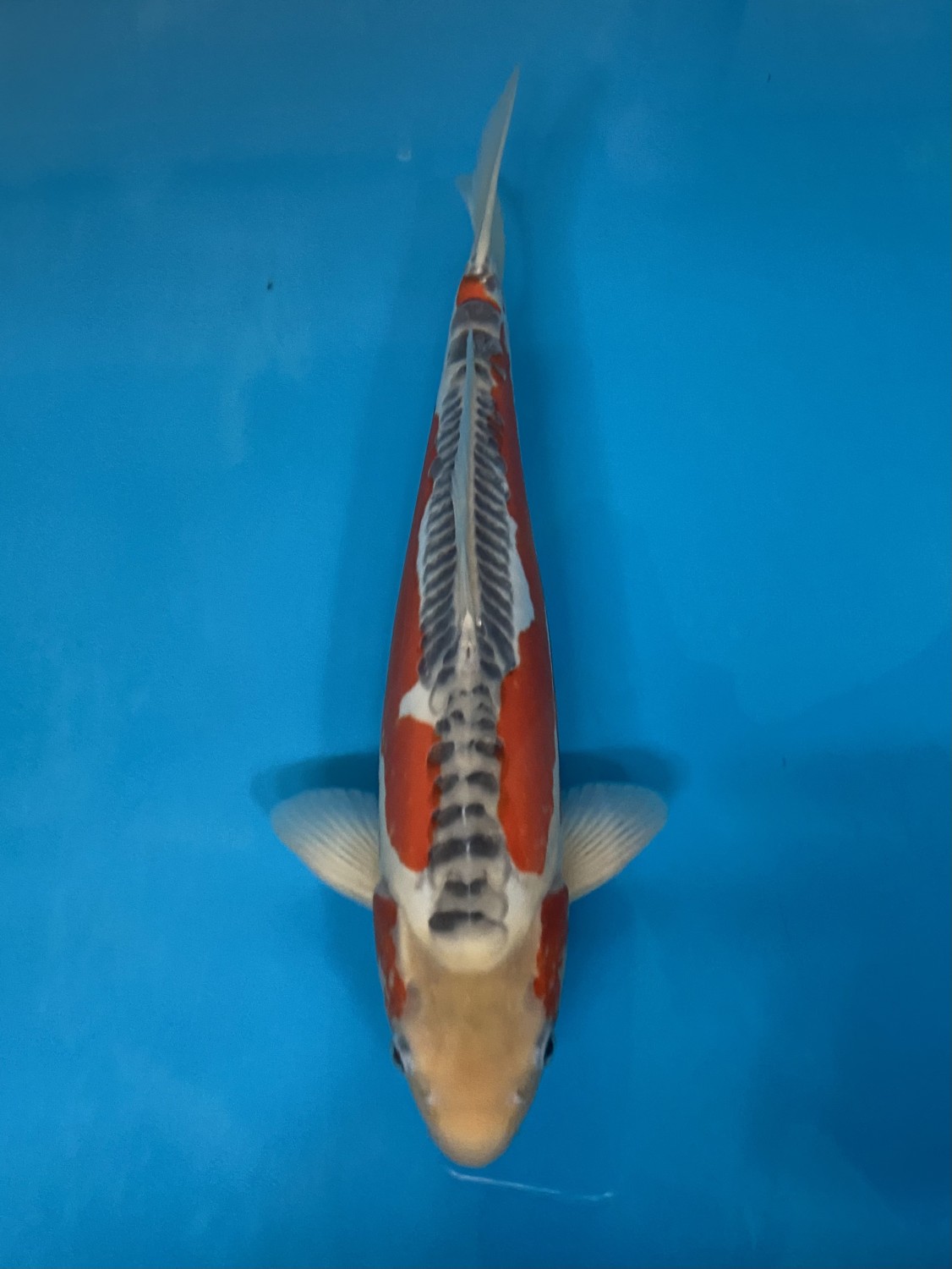 Juara 2