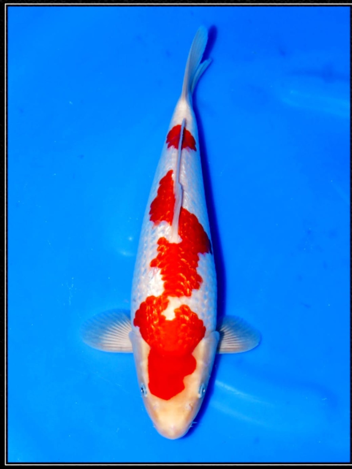 Juara 1