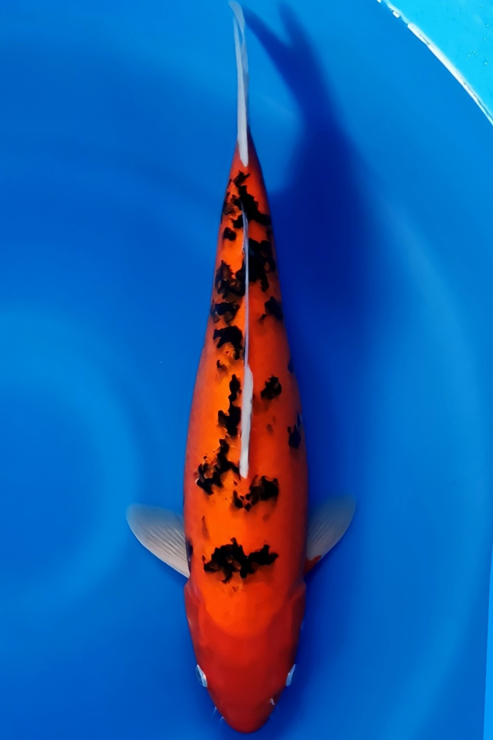 Juara 5