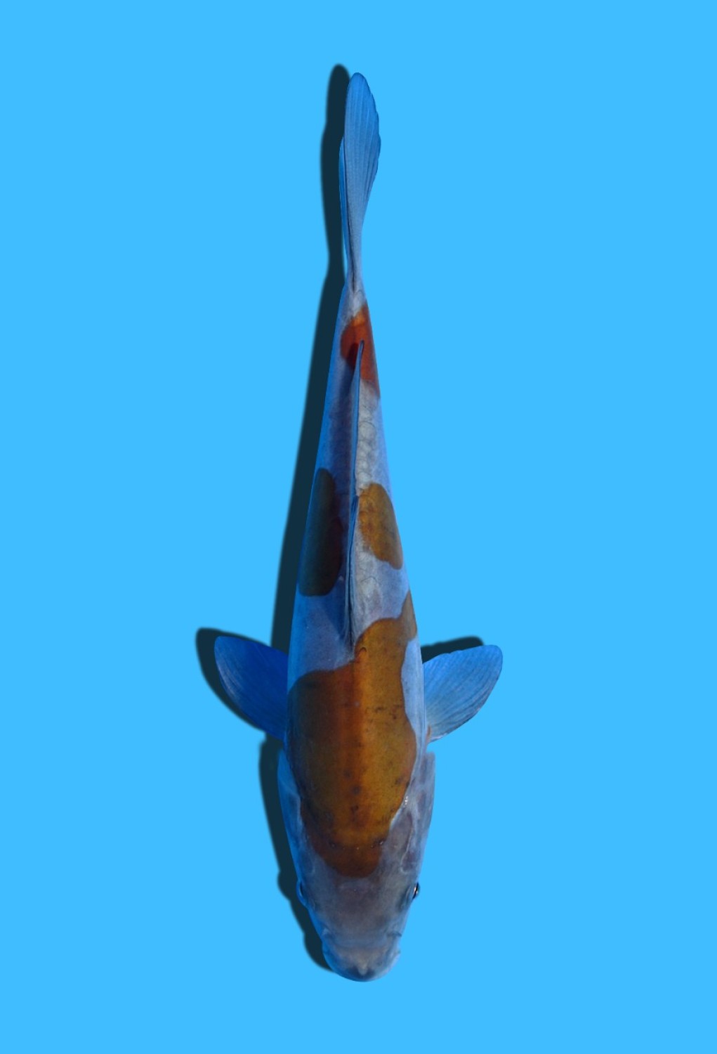 Juara 5