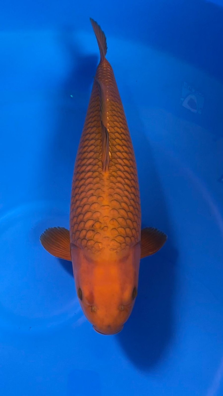 Juara 1