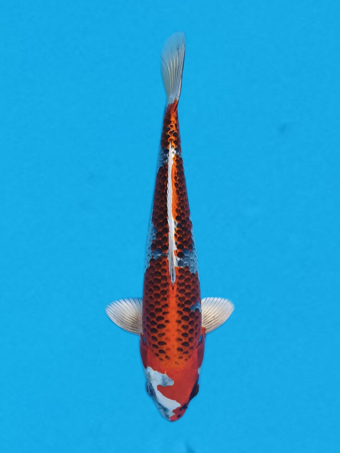 Juara 5