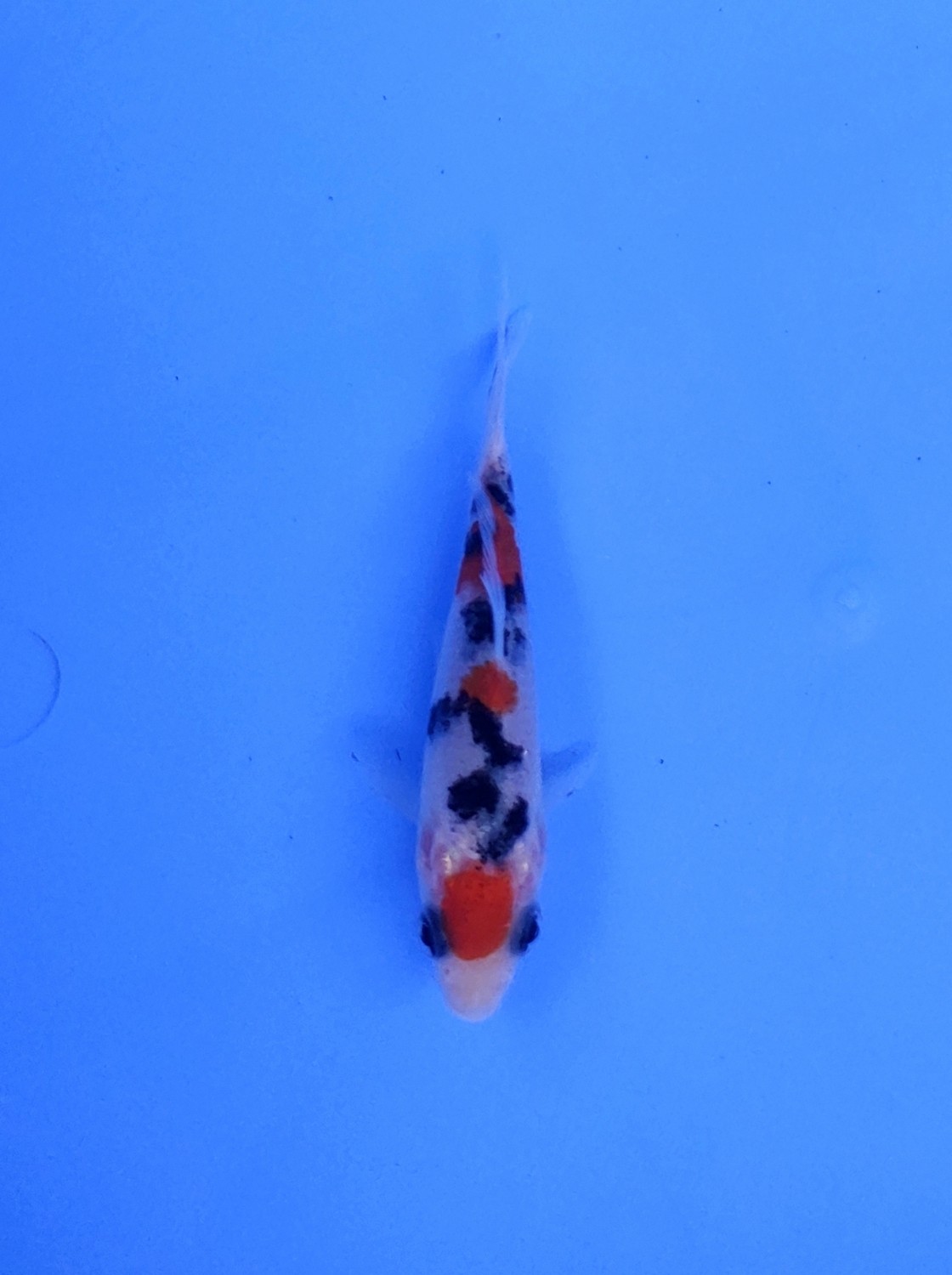 Juara 1