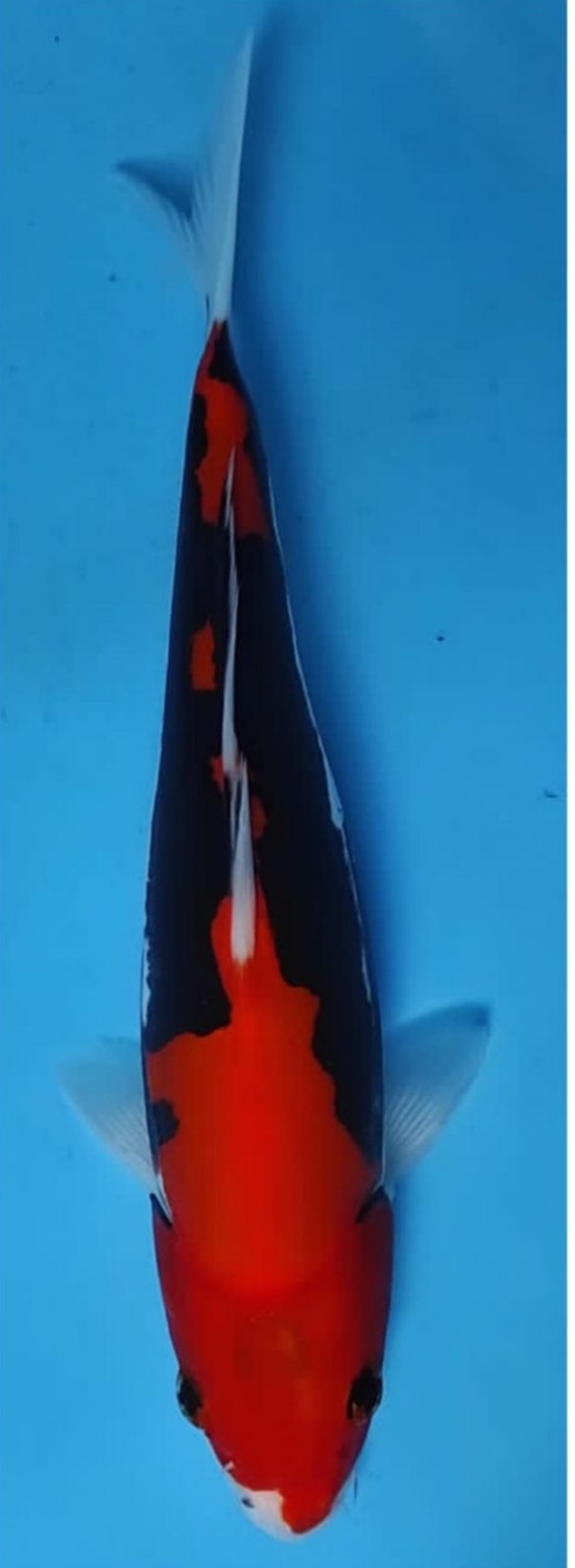 Juara 1