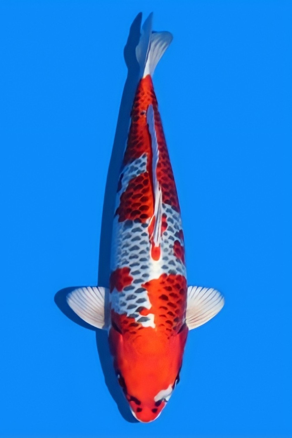 Juara 2