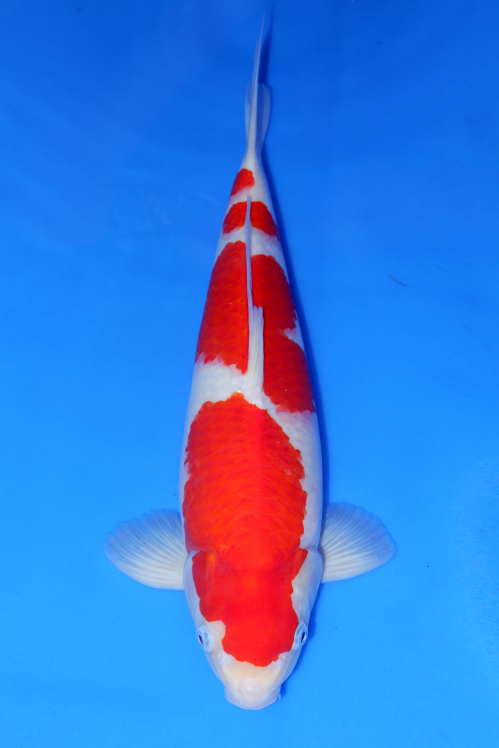 Best In Size A 41 - 45 cm