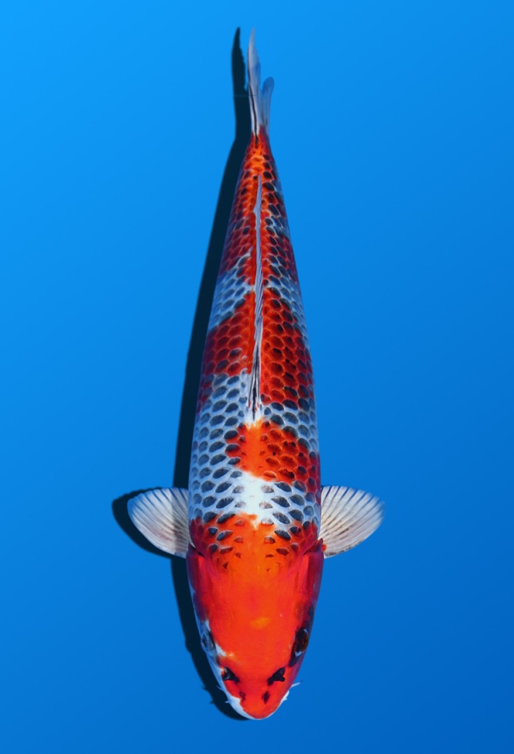 Juara 2