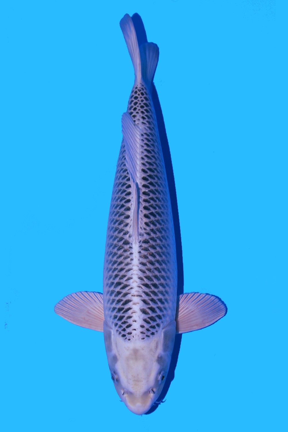 Juara 1