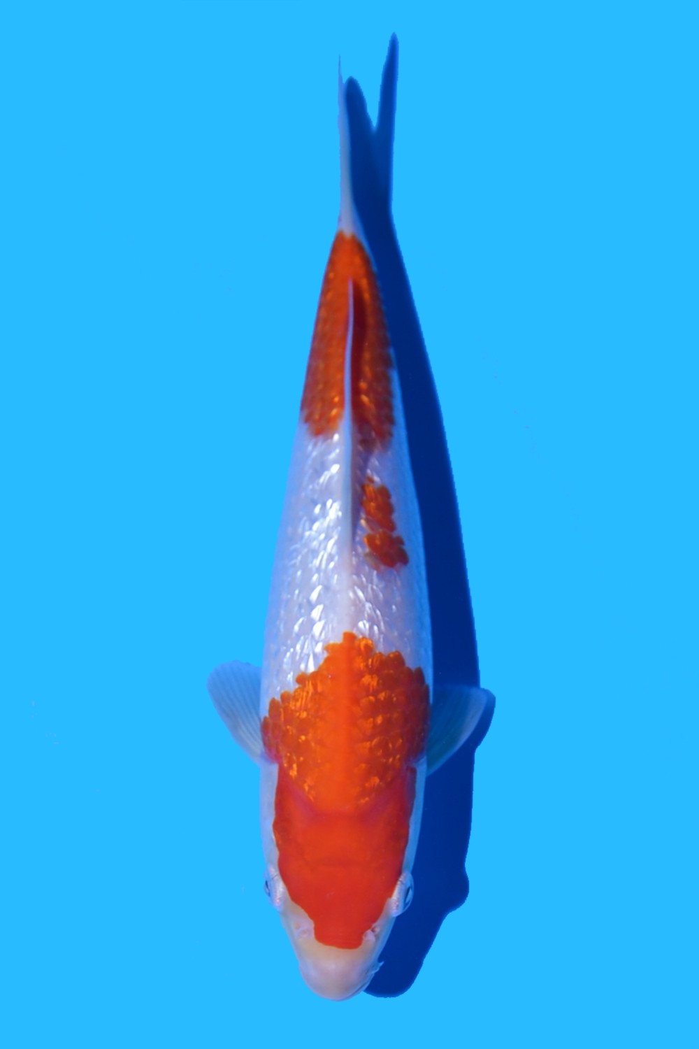 Juara 4