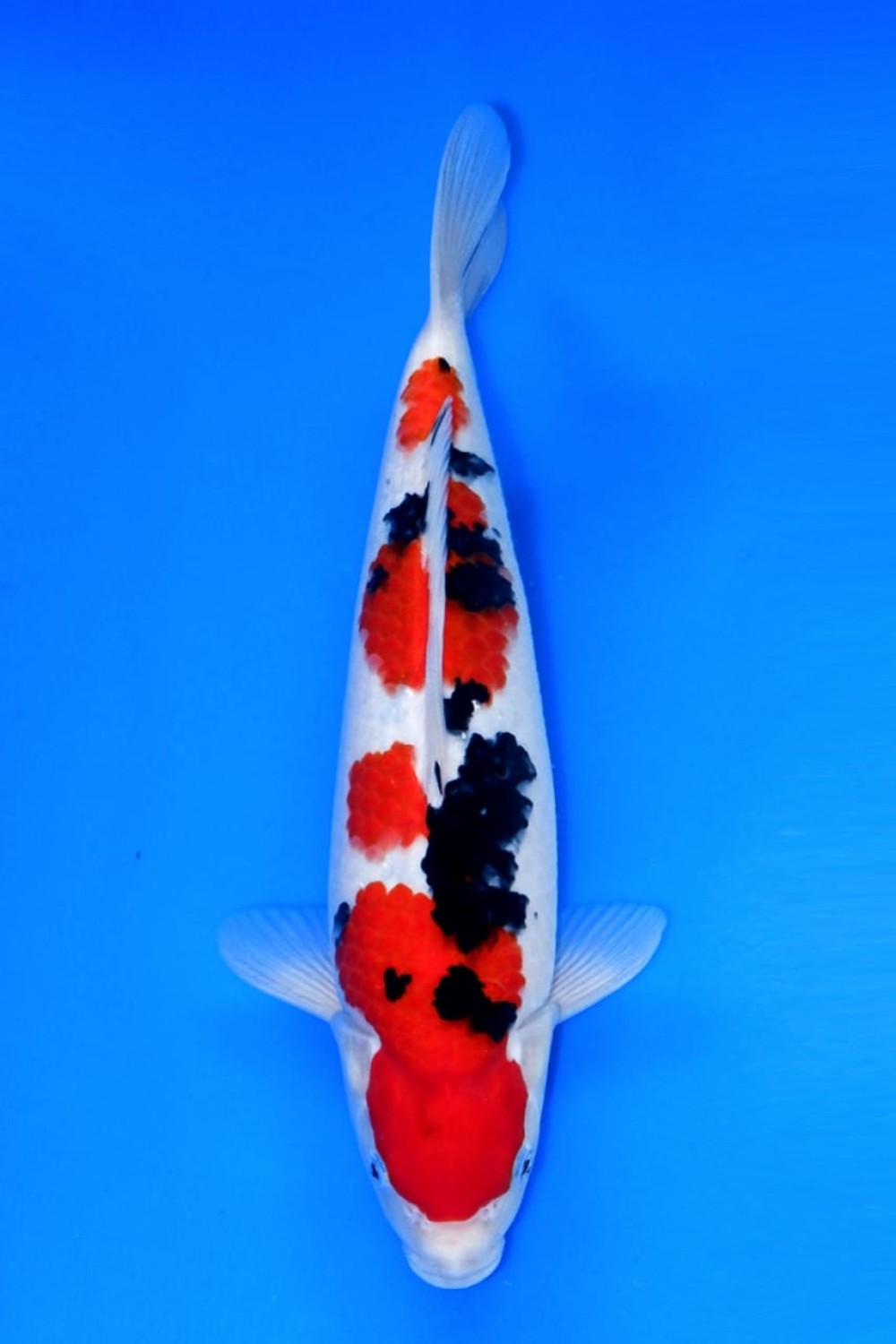 Juara 2