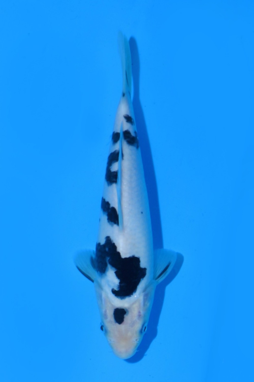 Juara 4
