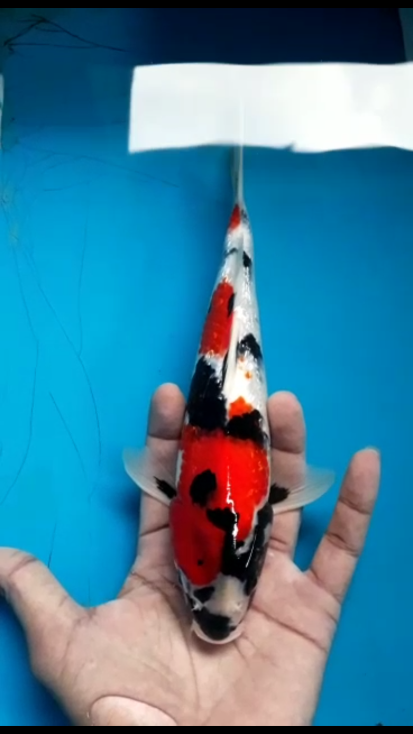 Juara 1