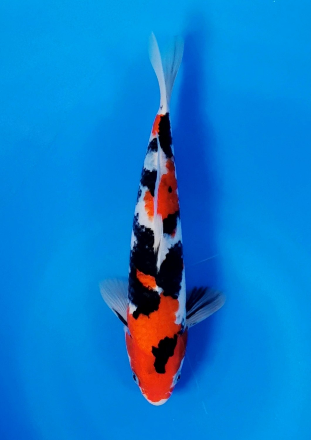 Juara 2