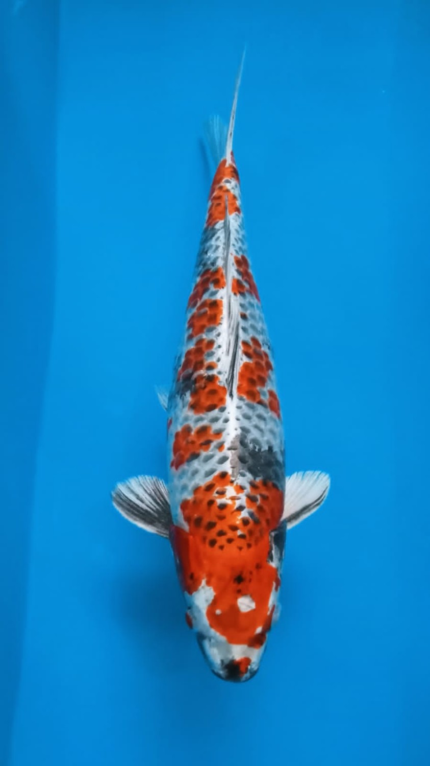 Juara 2
