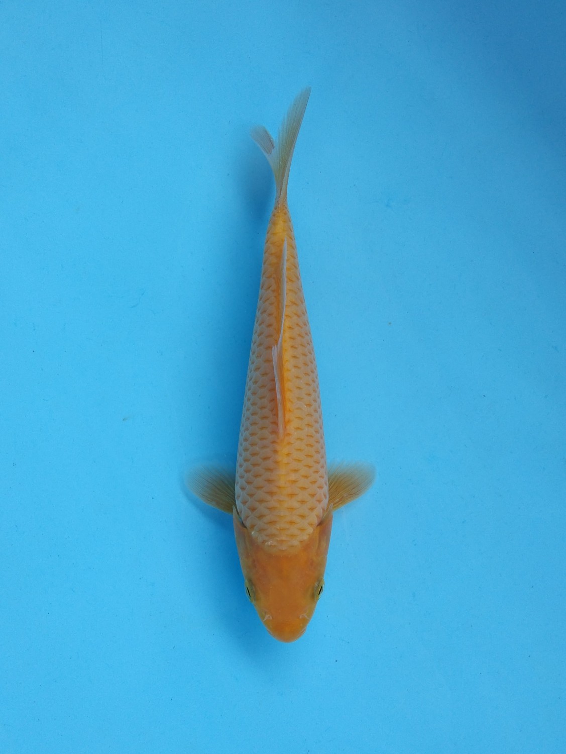 Juara 1